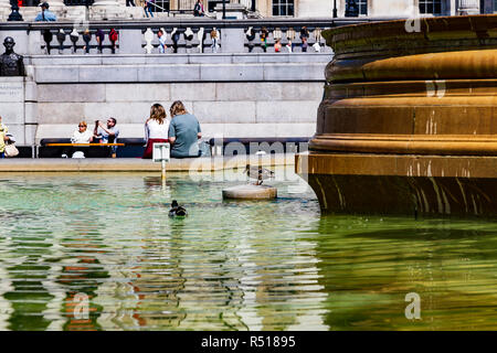 Un canard colvert et Drake à nager dans les fontaines de Trafalgar Square en face de la National Gallery de Londres, Royaume-Uni Banque D'Images