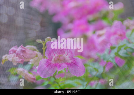 L'abrégé, vigne trompette rose Podranea ricasoliana Phodania,, Bignoniaceae,bonheur fleur avec le dos et l'arrière-plan flou. Banque D'Images