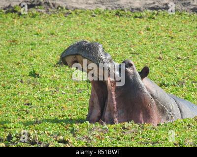 Hippo bénéficiant de l'eau avec la bouche grande ouverte Banque D'Images