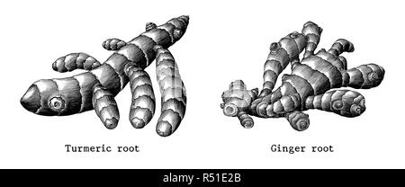 La racine de gingembre et de curcuma botaniques racine part attirer vintage clip art isolé sur fond blanc Illustration de Vecteur