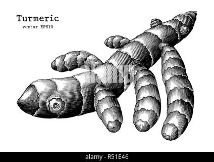 Racine de curcuma dessiner à main vintage clip art isolé sur fond blanc Illustration de Vecteur