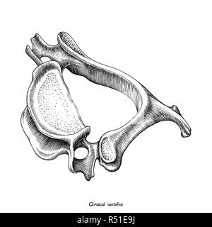 Vertèbre cervicale anatomie humaine vue latérale supérieure dessiner à main vintage clip art isolé sur fond blanc Illustration de Vecteur