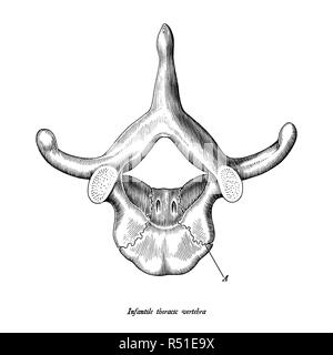 Vertèbre thoracique infantile vue supérieure main anatomie tirer vintage clip art isolé sur fond blanc avec description Illustration de Vecteur