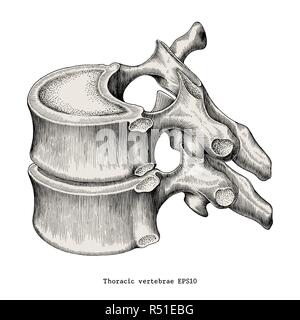 Vertèbres thoraciques anatomie vintage illustration clip art isolé sur fond blanc Illustration de Vecteur