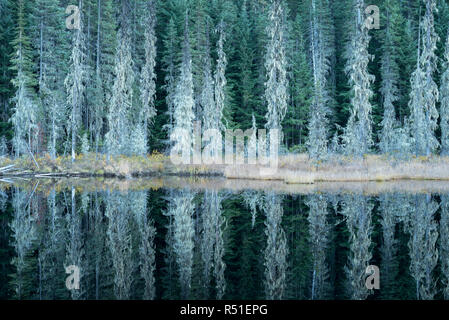 Huff Lake, un lac de tourbière, forêt nationale Kaniksu Washington. Banque D'Images
