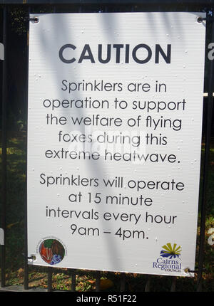 Prendre soin de la faune pendant une vague d'eau de refroidissement : têtes chauves-souris, Cairns, Queensland, Australie. Pas de PR Banque D'Images