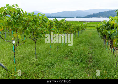 Vignes avec grappes de raisin Banque D'Images