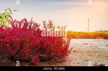 Seablite (Sueda maritima) Croissance en sol acide. Les plantes indicatrices des sols acides. Seablite rouge poussent près de arbre mort sur fond flou de mangrove, Banque D'Images