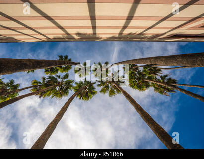 De hauts palmiers contre un ciel bleu et structure de stationnement dans le sud de la Californie. Banque D'Images