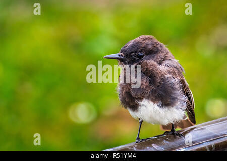 Close up of Black Phoebe, vert arrière-plan flou, Californie Banque D'Images