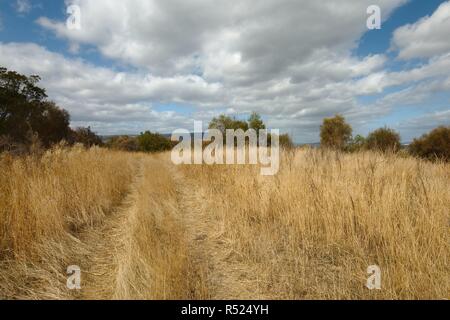 L'automne sec meadow Banque D'Images