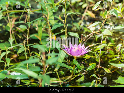 Fleur de Lotus dans un parc Banque D'Images