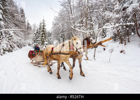 Parc Naturel National Synevir, Ukraine - DEC 11, 2018 : l'hiver promenade en traîneau à cheval. Banque D'Images