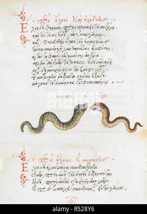 Dessin, plume et encre de serpents, avec lavage de couleur ; rubrication et texte. De animalium proprietate. 2e quart du 16e siècle, 3e quart du 16e siècle. Source : Burney 97 f.30 v. Langue : grec ancien. Auteur : trombinoscope. Vergetio, Angelo. Banque D'Images