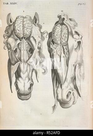 Des illustrations d'une tête de cheval. L'anatomie d'un cheval ... à laquelle est ajoutée une annexe, contenant deux discours : l'un de la génération des animaux ; et l'autre de la motion du chyle et la circulation du sang. Londres, 1683. Source : 435.i.2, onglet.XXIV. Auteur : Rogue, Andrew. Banque D'Images