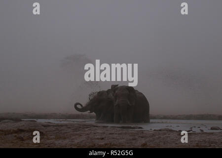 Les conditions durables d'éléphants dans un monstre tempête de sable dans le désert du Kalahari Banque D'Images