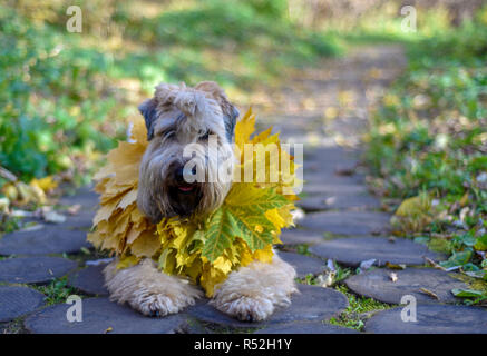 Les feuilles d'automne en chien de terrier de froment irlandais sur le chemin dans le parc heureux Banque D'Images