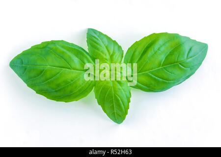 Close-up of green feuilles de basilic frais isolé sur un fond blanc. Banque D'Images