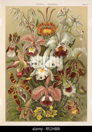 Orchideae. Vénus de fleurs. Kunstformen der Natur / Ernst Heinrich Philipp August Haeckel. Leipzig : Bibliographisches Inst., 1914 ; Wien. Source : Wf1/1811 planche 12. Banque D'Images