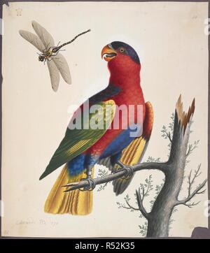 Purple-bellied Lory (Lorius. hypoinochrous). Dessins d'oiseaux. Première moitié du xviiie siècle. Source : ajouter. 5263, f.40. Auteur : EDWARDS, GEORGE. Banque D'Images