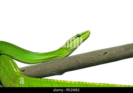 Couleuvre obscure vert Red-Tailed isolé sur fond blanc avec Clipping Path Banque D'Images