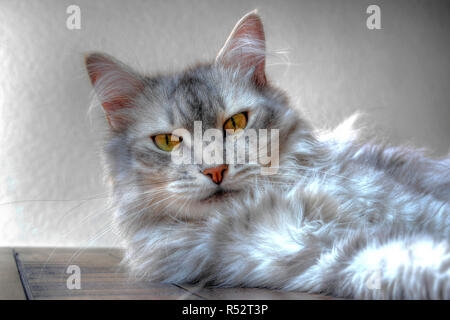 Portrait d'un chat sibérien allongé sur une table Banque D'Images