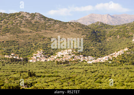 Cretan Village perché sur une colline entre l'olivier Banque D'Images
