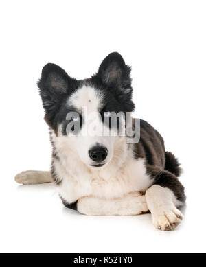 Les jeunes Yakutian Laika in front of white background Banque D'Images