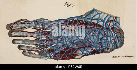 Dessin anatomique. Pied. Les nerfs. Le système circulatoire. Planches anatomiques du corps humain executeÌes d'apreÌ€s les dimensions naturelles. Paris France 1826. Imprimer anatomiques du corps humain avec les dimensions naturelles. Pied. Les nerfs. Le système circulatoire. ANTOMMARCHI, C. Francesco. Planches anatomiques du corps humain executeÌes d'apreÌ€s les dimensions naturelles, accompagneÌes dâ€™un texte explicatif ... PublieÌes par le cte de Lasteyrie. (Explication des planches anatomiques, etc.). Source : 1899.h.24 Tab.26 fig. 7. Langue : Français. Banque D'Images