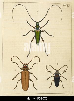 Insscts : Coléoptères. Illustrations de l'histoire naturelle ; où sont exposées plus de deux cent quarante figures d'insectes exotiques, en fonction de leurs différents genres ; ... avec une description de chaque insecte ... Pour ce qui est ajouté, d'une traduction en français. Londres, 1770-82. Source : 38.e.plaque 12 XL. Auteur : Drury, Du. Banque D'Images