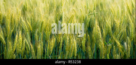 Close Up les grains entiers de la vraie nourriture de plus en plus sur le terrain les agriculteurs Banque D'Images