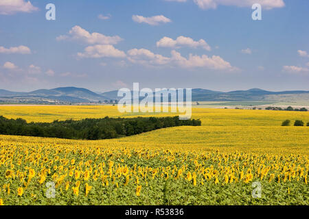 Champs de tournesol dans la région de Sredna Gora en Bulgarie Banque D'Images