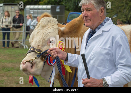 Simmental holding Stockman, prix-winning​ vache pedigree après avoir quitté l'anneau pour les photographes. Aylsham Show. Le Norfolk. Banque D'Images