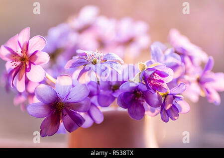 Blue Flowers blooming en avril. Hepatica commun. Hepatica nobilis. Première fleur du printemps. Banque D'Images