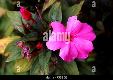 Guinée impatiens Impatiens hawkeri ou plantes à floraison unique ouvrir grandes fleurs rose foncé entouré de boutons de fleurs fermé Banque D'Images