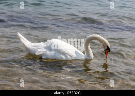 Lone swan la baignade dans un lac et à la recherche dans l'eau. Banque D'Images