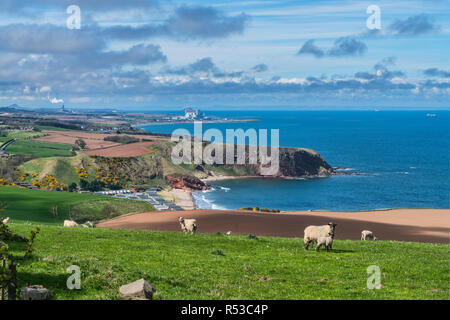 À la côte, vers le nord le long de Dunbar, torness, à partir de près de Cove, Borders, Scotland, UK Banque D'Images