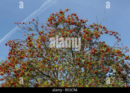 Rowan européenne pleine de baies (Sorbus aucuparia) on blue sky Banque D'Images