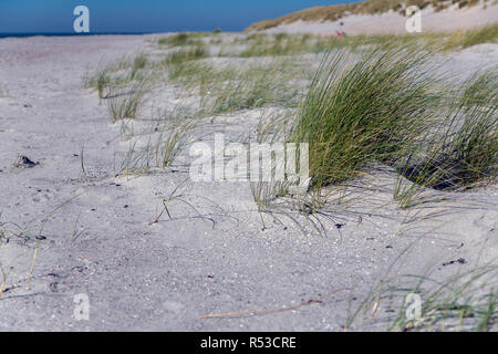 Les jeunes dunes de sable en partie recouverte d'oyat (Ammophila arenaria) Banque D'Images