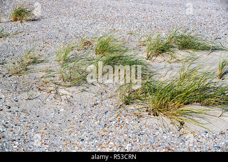 Les jeunes dunes de sable en partie recouverte d'oyat (Ammophila arenaria) Banque D'Images