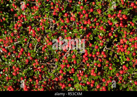 Banc en fin d'automne, fruits rouges avec des feuilles vertes, une couleur pour l'hiver arbustes populaires et wildlife friendly trop Banque D'Images