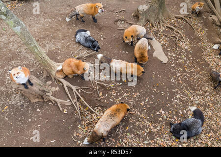 De nombreux fox manger ensemble Banque D'Images