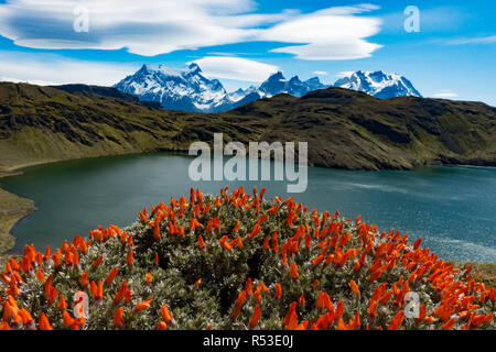 Des vues spectaculaires de Torres del Paine de Laguna Honda avec Cobourg bush dans l'avant-plan, en Patagonie, au Chili Banque D'Images