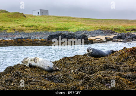 Se reposant dans les joints d'Ytri Tunga beach - Islande Banque D'Images