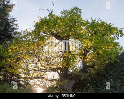 Le soleil piquer à travers un chêne à l'extérieur sur le bord de pays avec beaucoup de beauté sereine Banque D'Images