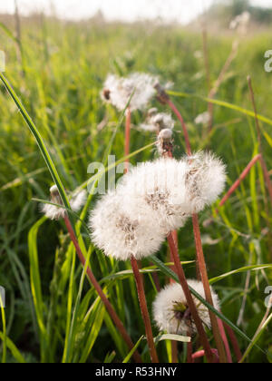 Paisible et sereine blanc pissenlit chefs se balançant dans le vent sur le terrain extérieur au printemps la lumière avec la beauté Banque D'Images