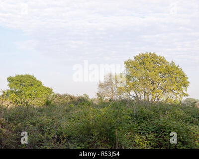 Nature luxuriante des arbres en dehors de la paix dans le besoin de conservation assez ou de restauration Banque D'Images