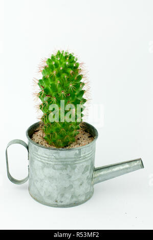 Dans un cactus peut en fond blanc Banque D'Images