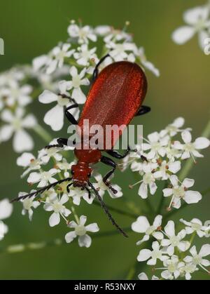 Fire beetle à tête rouge Banque D'Images