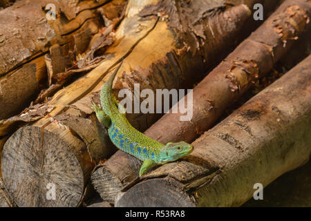 Ocellated lizard dans le bois Banque D'Images